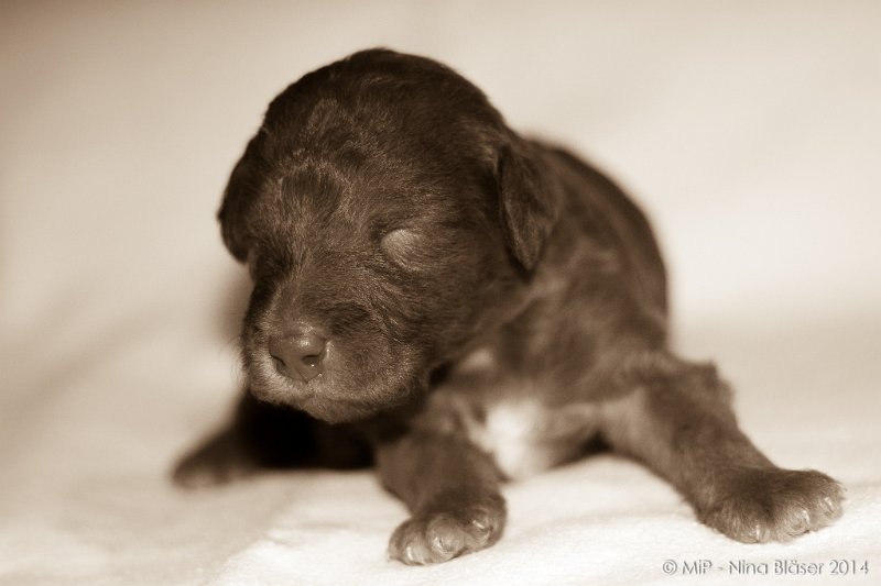 2014-02-18 Welpen Svet & Ruby-1873-2.jpg - Day 15